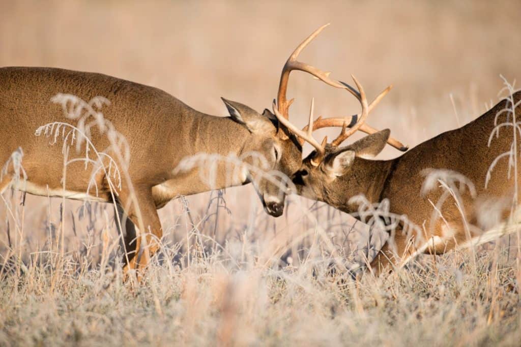 Due cervi dalla coda bianca combattono in un prato aperto coperto di brina