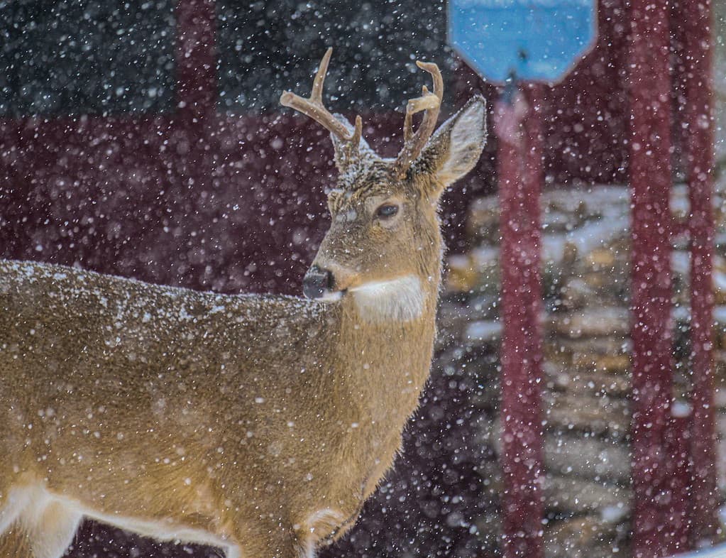 Cervo maschio dalla coda bianca a sei punte, durante una tempesta di neve in Ohio, davanti a un fienile.
