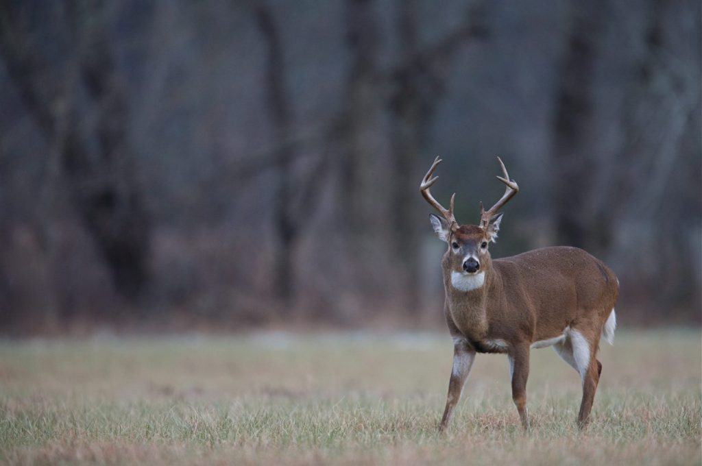 Solchi Whitetail Buck nel campo di fieno, Cades Cove, Tennessee