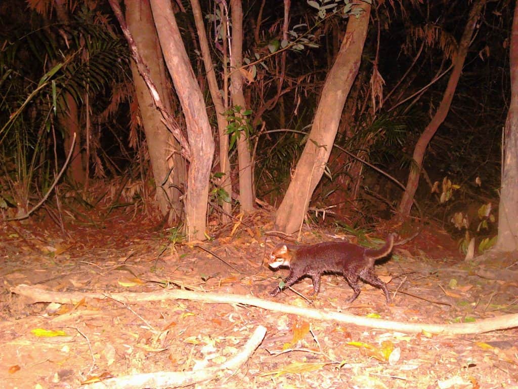 gatto a testa piatta nella foresta della Thailandia