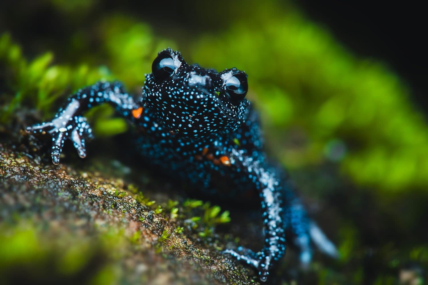 La rana galattica Munnar Kerala