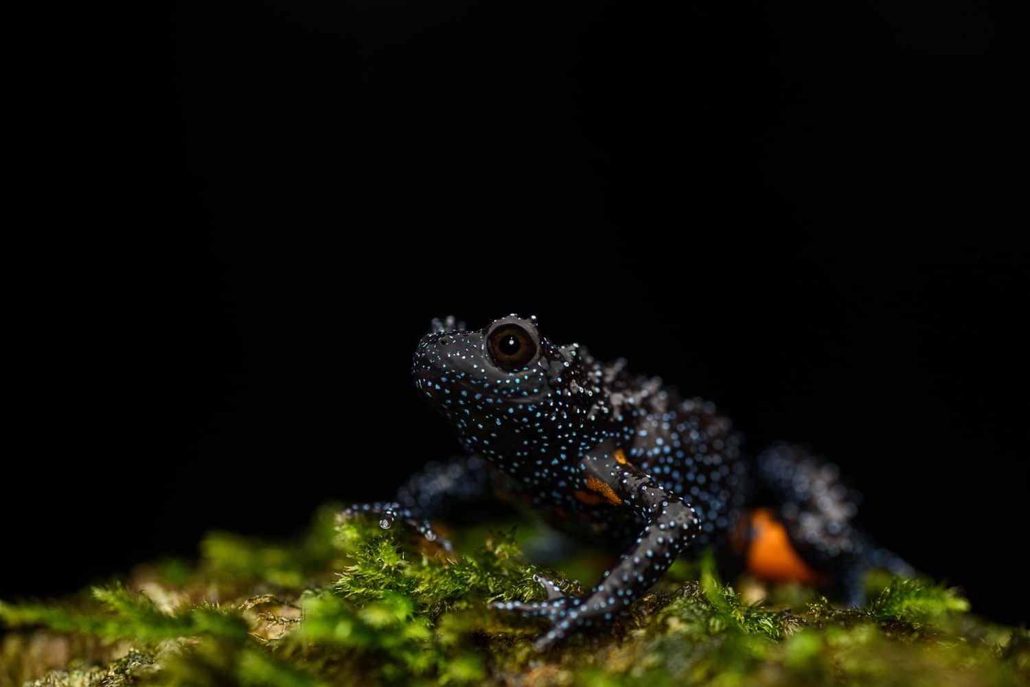 Melanobatrachus è un genere di rane dalla bocca stretta della famiglia Microhylidae. È l'unico genere rimasto nella sottofamiglia monotipica Melanobatrachinae.