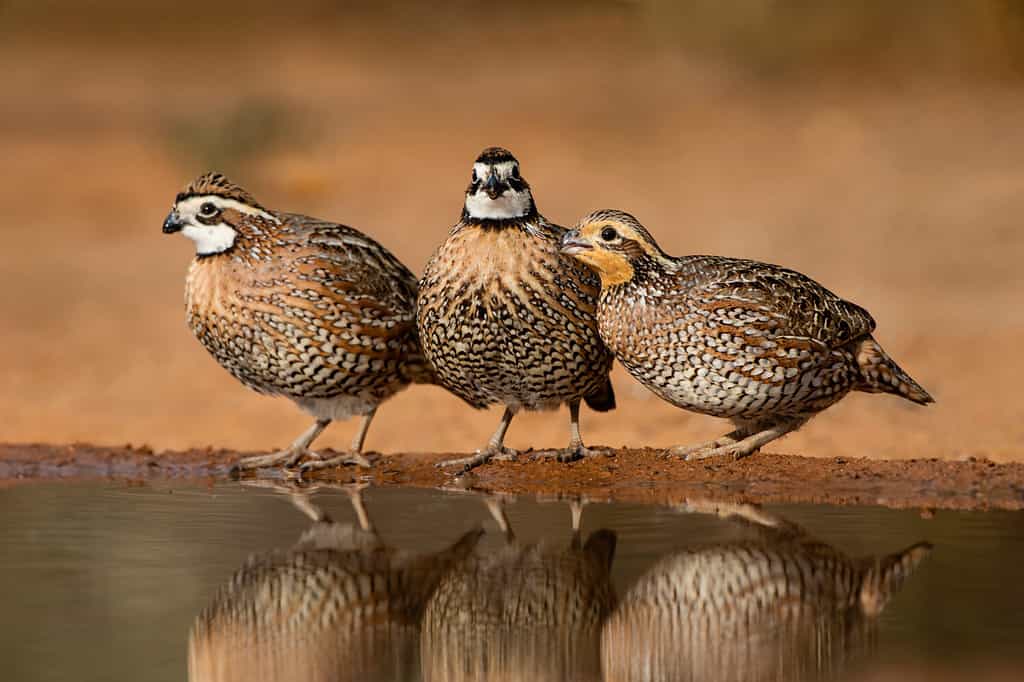 Bobwhite del Nord che bevono, Texas, Stati Uniti