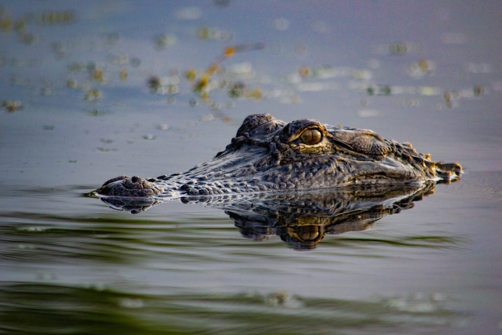 Un primo piano del grande alligatore americano nella riserva nazionale Black Bayou nel nord-est della Louisiana.