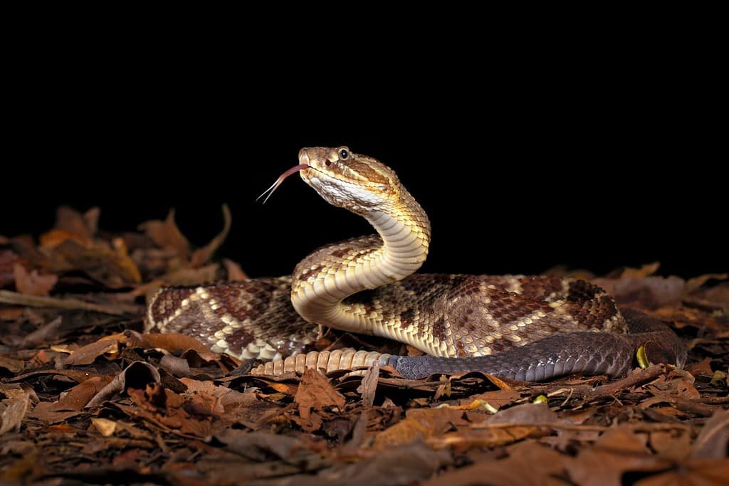 Crotalus simus è una specie di vipera velenosa che si trova in Messico e in America centrale. L’America centrale tremò.