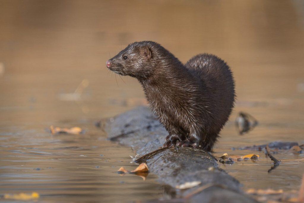 Ritratto a livello degli occhi con vista laterale del primo piano di un visone americano seduto a lungo