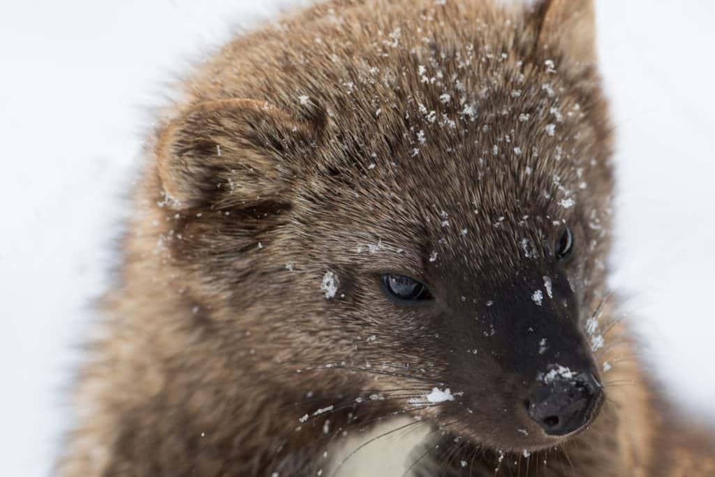 Il pescatore (Pekania pennanti) in inverno