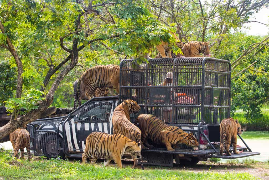 Spettacolo di alimentazione della tigre del Bengala affamata nello zoo