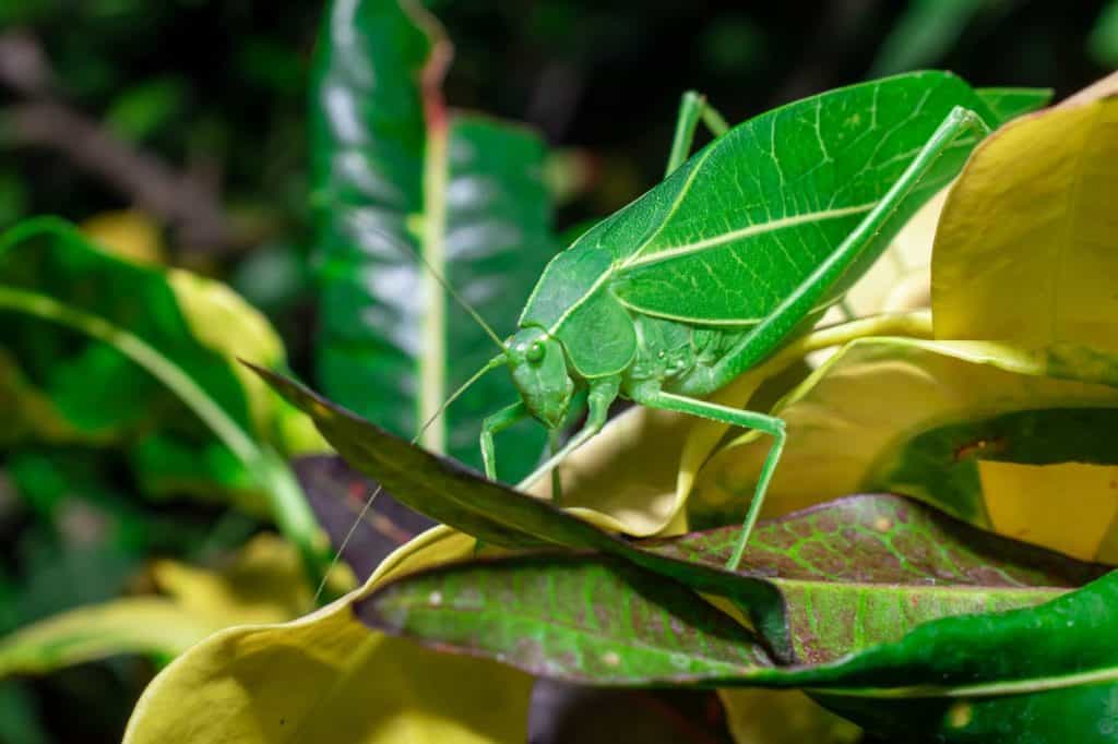 Katydid gigante (Stilpnoclora couloniana) sulla foglia del ramo