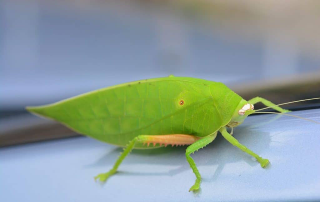 Pseudophyllus titans o katydid a foglia gigante (insetto fogliare gigante) ** nota selezionare la messa a fuoco con profondità di campo ridotta