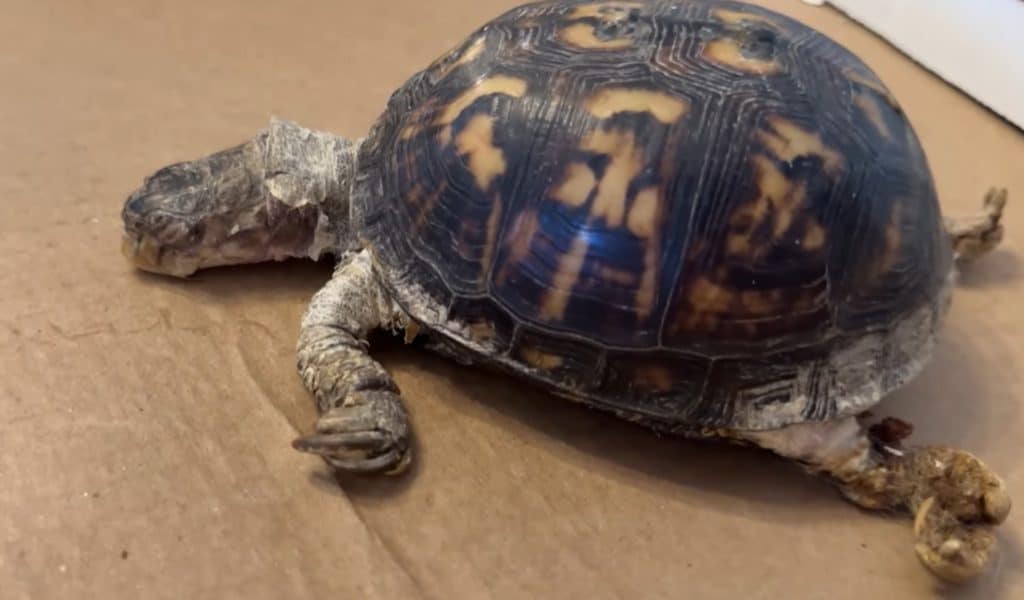 Rockalina il giorno in cui è stata salvata