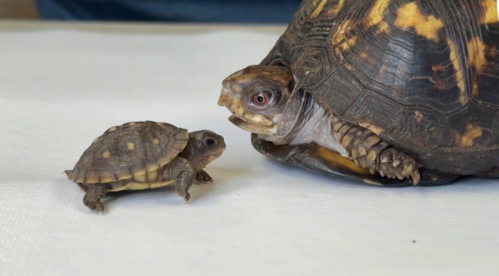 Rockalina e Pebble stanno facendo passi da gigante per diventare amici