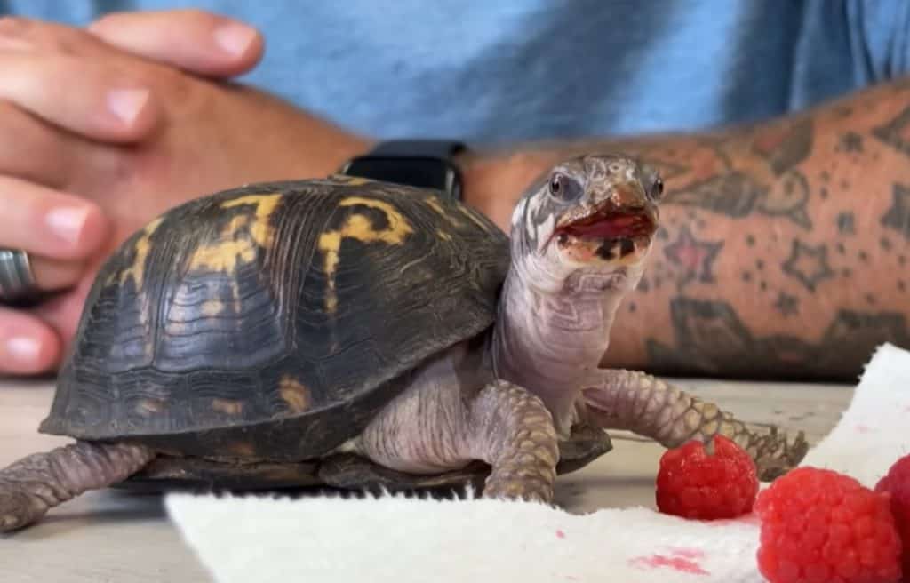 Da quando è stata salvata, Rockalina sta prosperando