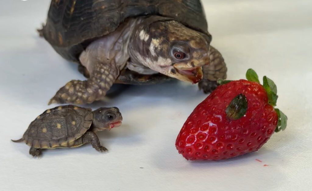 Rockalina e Pebble devono rimanere sorvegliati finché Pebble non diventa più grande