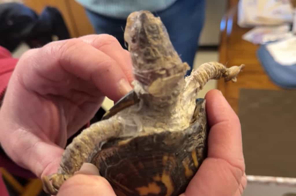 Rockalina il giorno in cui è stata ritrovata