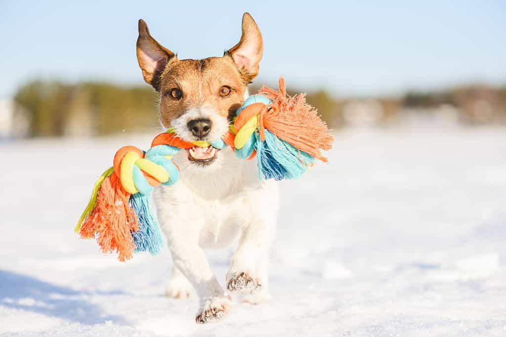 Felice adorabile cane va a prendere il giocattolo di corda che corre sulla neve durante una calda giornata invernale