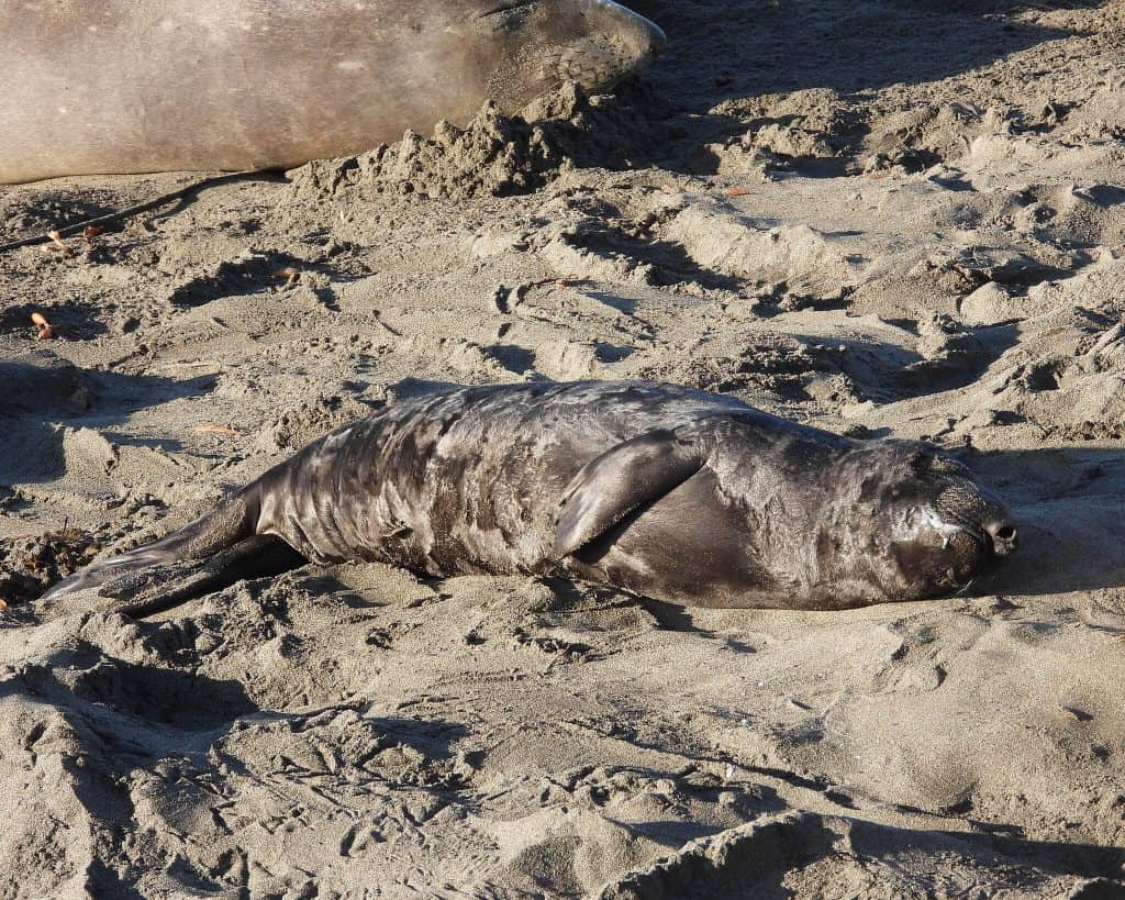 foca simile a un dirigibile con la pelle scrostata che giace nella sabbia rivolta a destra