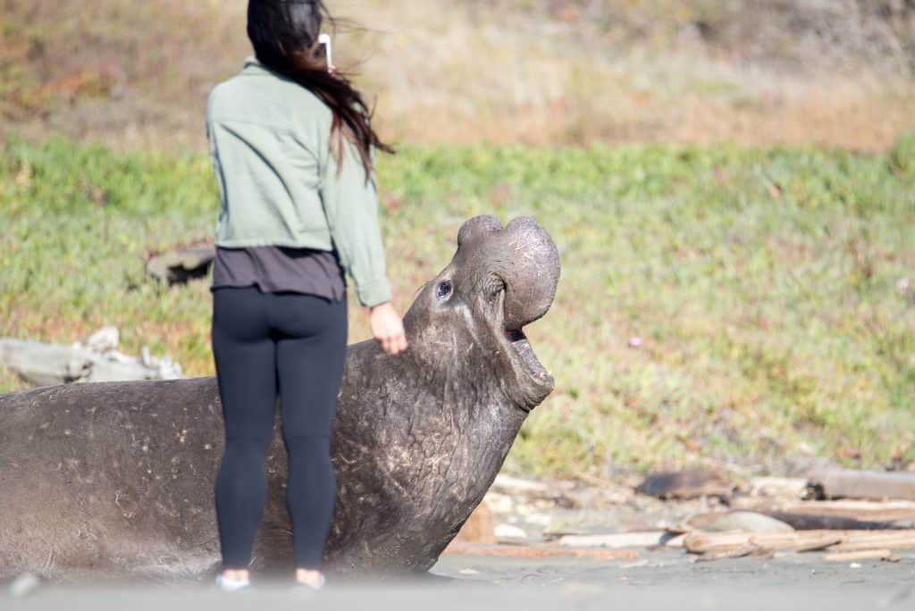 donna in leggings da dietro che scatta una foto con il cellulare di un enorme elefante marino maschio rivolto verso destra