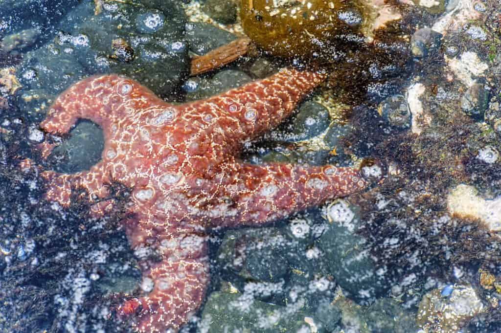 Primo piano di Ochre Sea Star, una scoperta rara, oggigiorno, sulla costa occidentale. Le stelle marine sono state colpite da una malattia debilitante.
