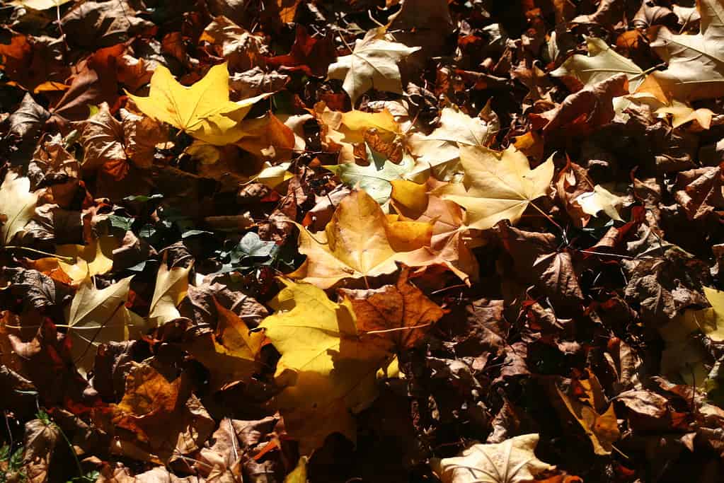 pacciame di foglie / pacciame di foglie