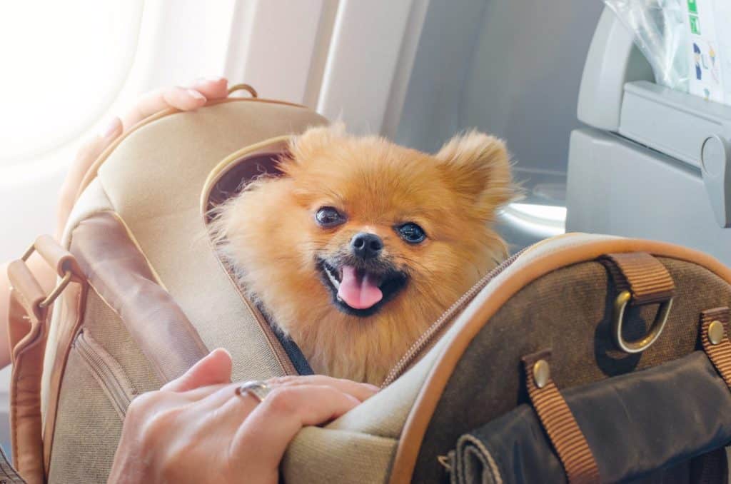 spitz pomaranian del piccolo cane in una borsa da viaggio a bordo dell'aereo, fuoco selettivo