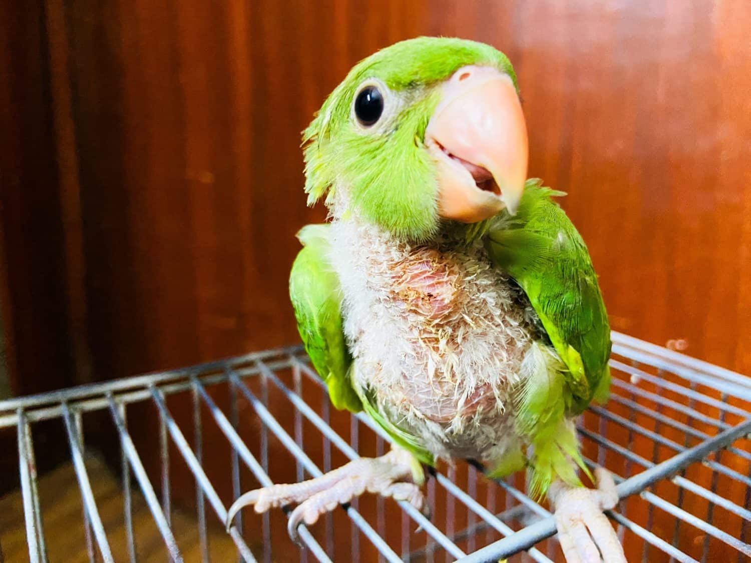 Un giovane pappagallo verde a cui mancano la maggior parte delle penne del corpo: fragile ma resistente, che mostra una vulnerabilità cruda e la volontà di prosperare.