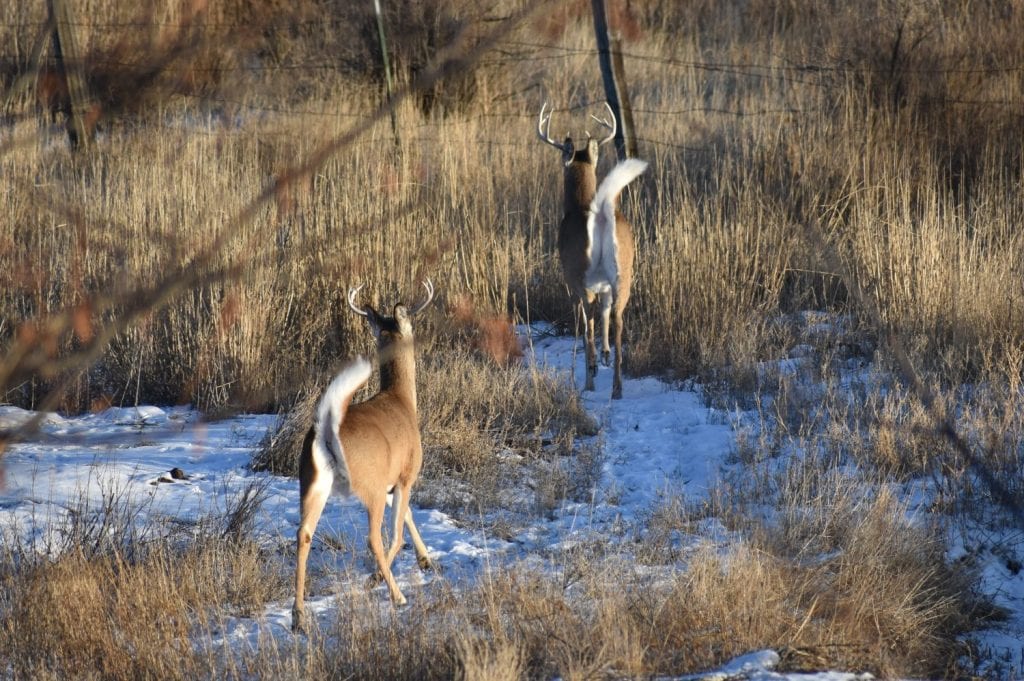 cervo dalla coda bianca spaventato in inverno