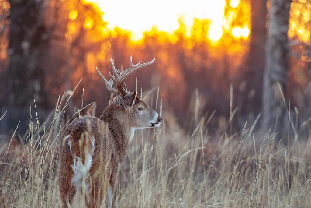 Un cervo dalla coda bianca si trova in un campo erboso