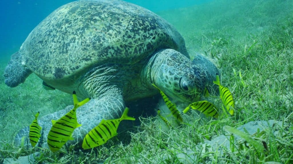 Primo piano della grande tartaruga verde (Chelonia Mydas) con il gruppo di pesci carangidi dorati (Gnathanodon) speciosus che mangiano fanerogame verdi, Mar Rosso, Safaga, Egitto