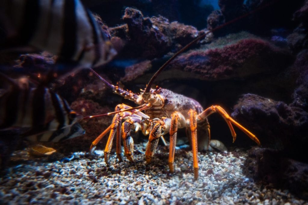 Aragosta in acquario con pesci.