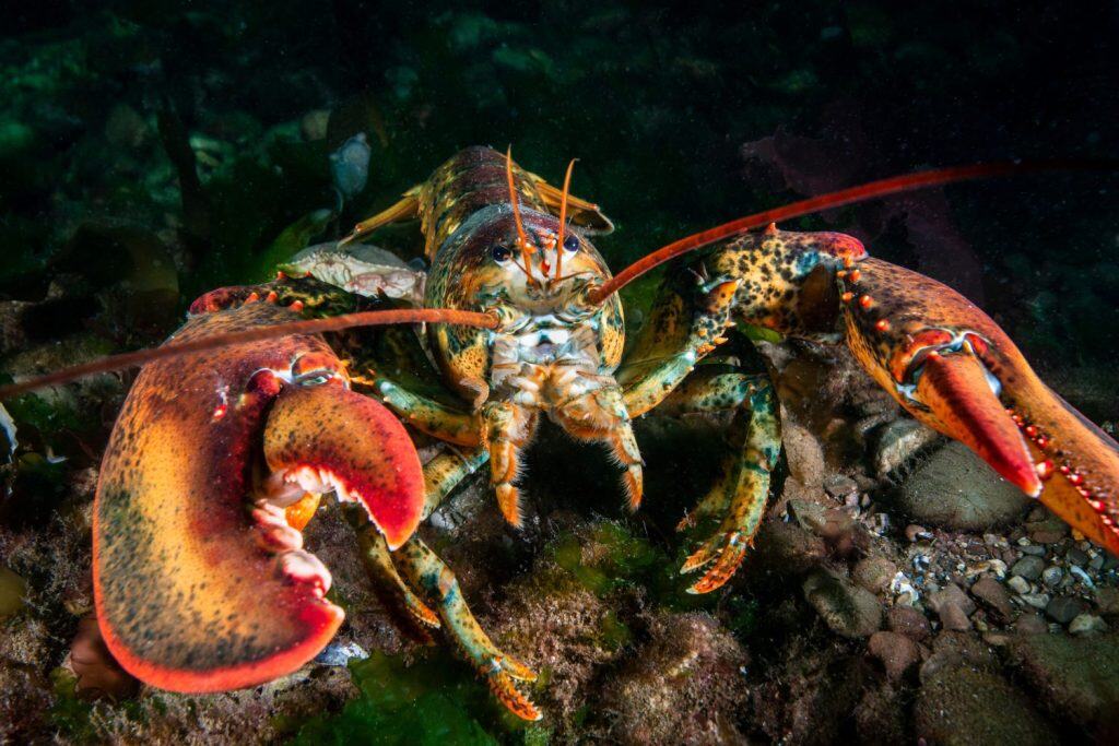 Aragosta americana in cerca di cibo sott'acqua su un fondo roccioso del Golfo di San Lorenzo.