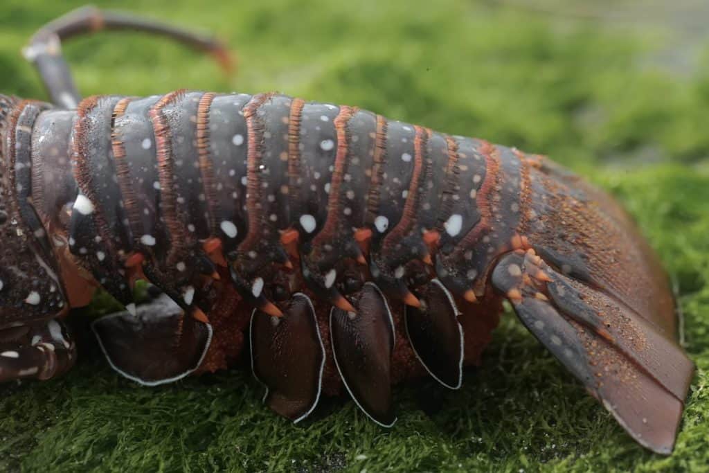 L'addome di un'aragosta femmina spinosa dalle lunghe zampe è pieno di uova arancioni. Questo animale marino dall'alto valore economico ha il nome scientifico Panulirus longipes.