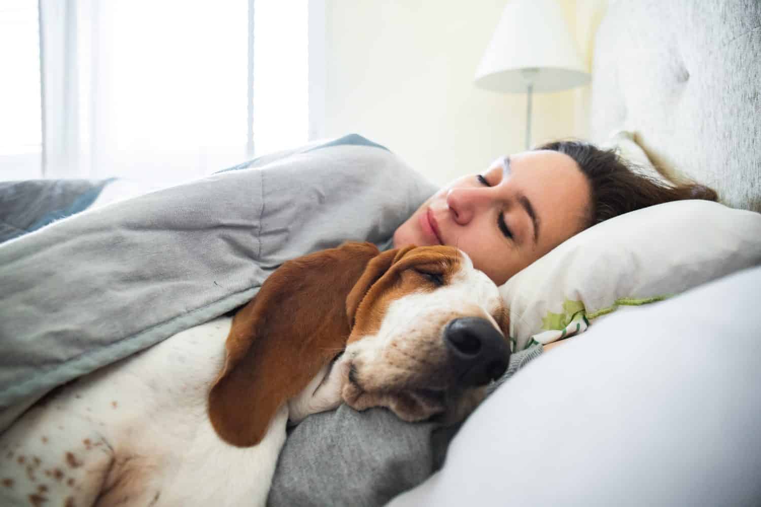 Ragazza e cane dormono insieme comodamente e coccolati a letto la mattina. A letto con il migliore amico basset hound marrone e bianco con la faccia felice di svegliarsi accanto al tuo animale domestico