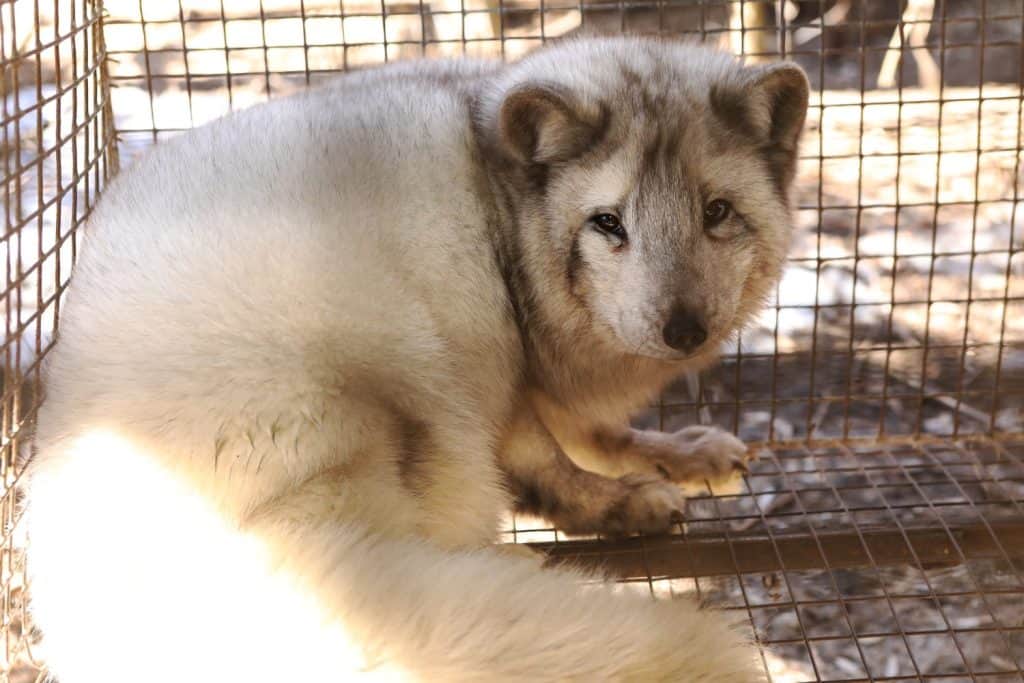 Fattoria per la coltivazione della volpe polare. Produzione di pellicce d'élite. Un animale in gabbia per uccidere e realizzare una pelliccia