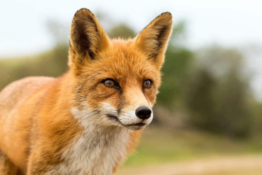 Volpe rossa in un parco nazionale