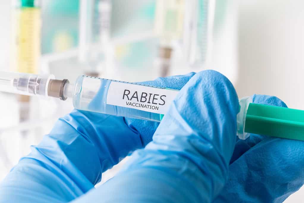 vaccinazione antirabbica