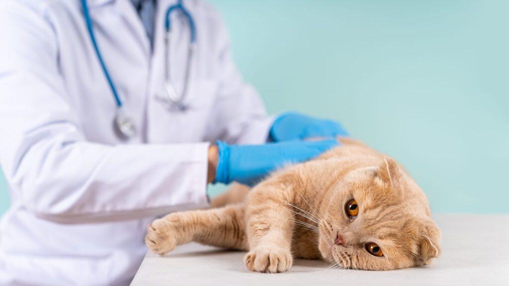 Il simpatico gatto Scottish Fold viene esaminato da un medico domestico. Concetto veterinario. Clinica veterinaria, cure veterinarie, banner per ospedali per animali. scheggiare gli animali. Controllo e vaccinazione degli animali domestici. Avvicinamento