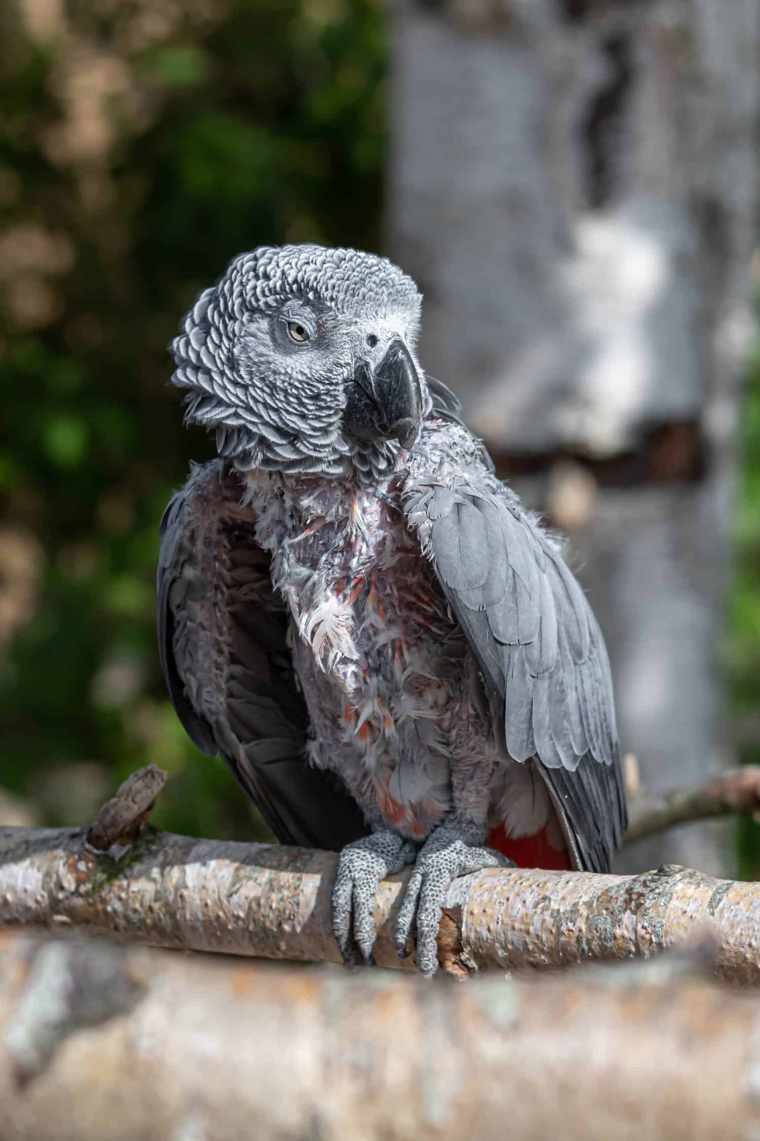 Povero pappagallo grigio africano con piume mancanti