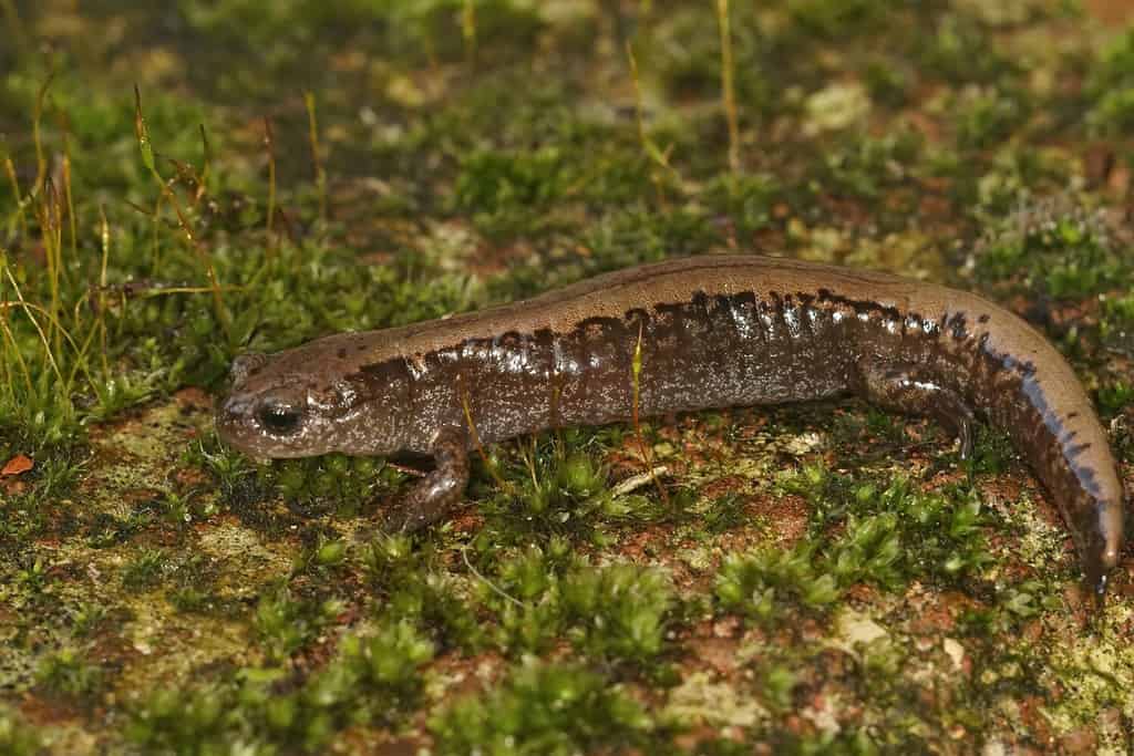 Primo piano su una salamandra siberiana adulta, Salamandrella keyserlingii seduta su una pietra coperta di muschio