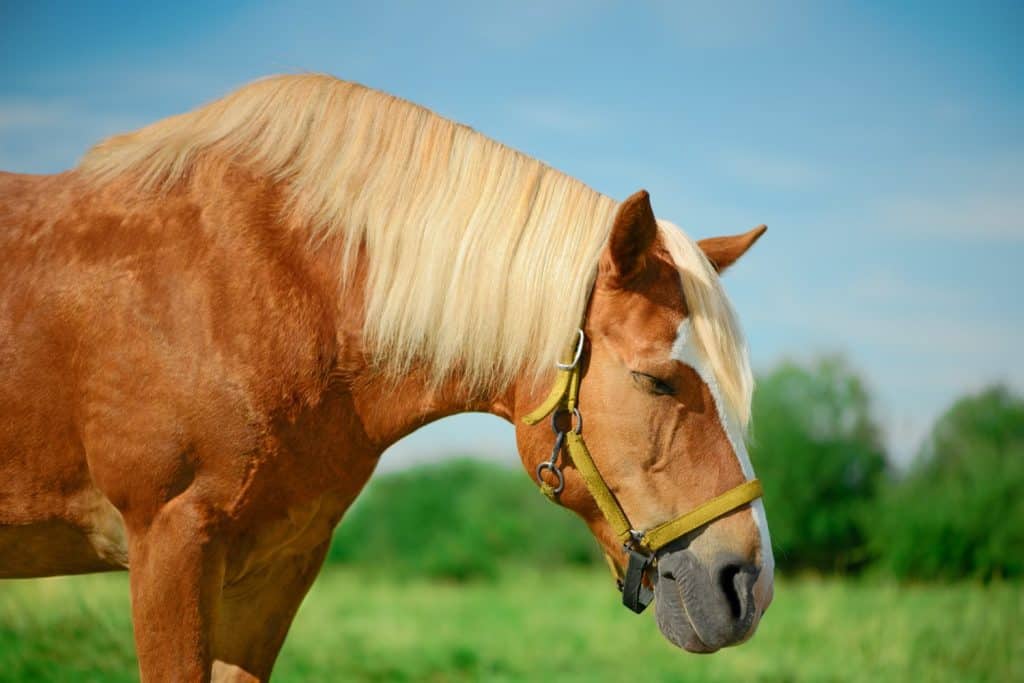 Il cavallo da tiro con gli occhi chiusi è in piedi su un pascolo con tempo soleggiato.