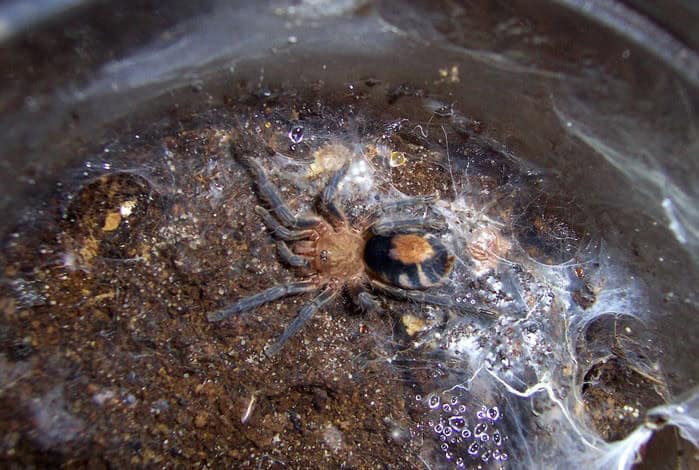 Tarantina Cyriocosmus perezmelis