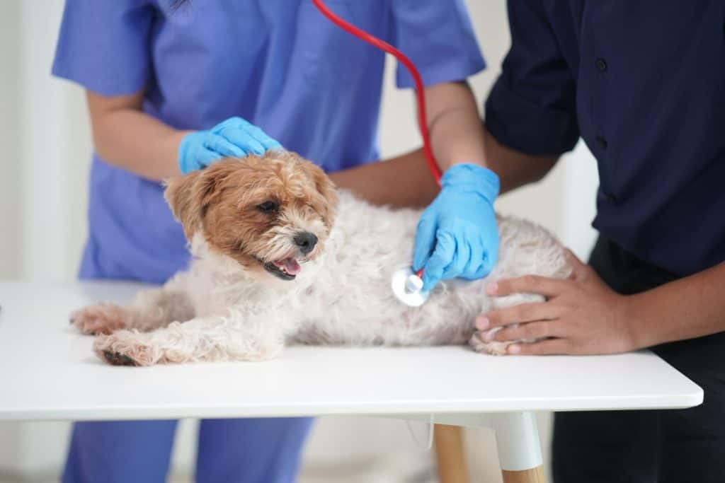 Un cucciolo triste aveva il suo controllo annuale presso la clinica veterinaria. Il veterinario fascia le zampe di un cane Shih Tzu.