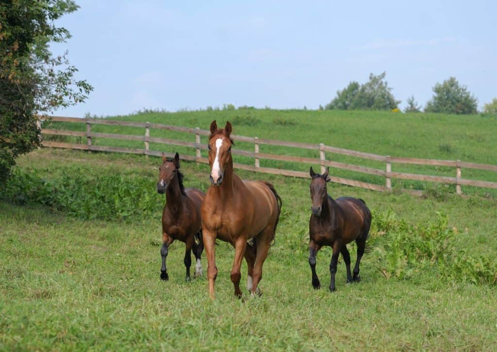 tre cavalli che corrono liberi in un campo di erba verde nel paddock o nel pascolo della stalla della fattoria un cavallo castano con fiammata bianca e due cavalli baori insieme in mandria nella scuderia che corrono all'aperto