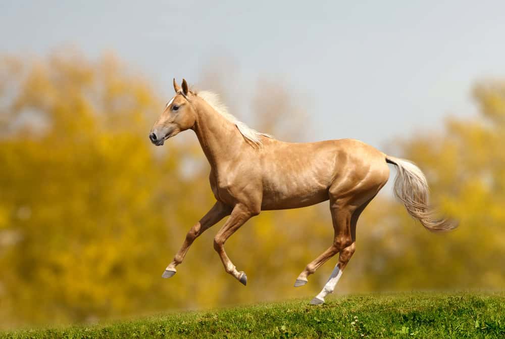 cavallo akhal-teke in autunno