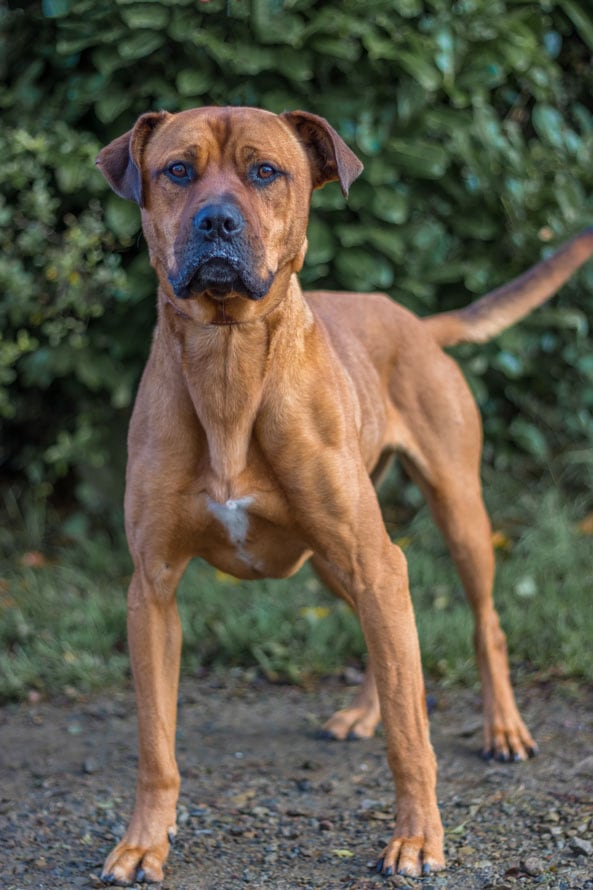 Animale, Pelo animale, Testa di animale, Boerboel, Canino - Animale