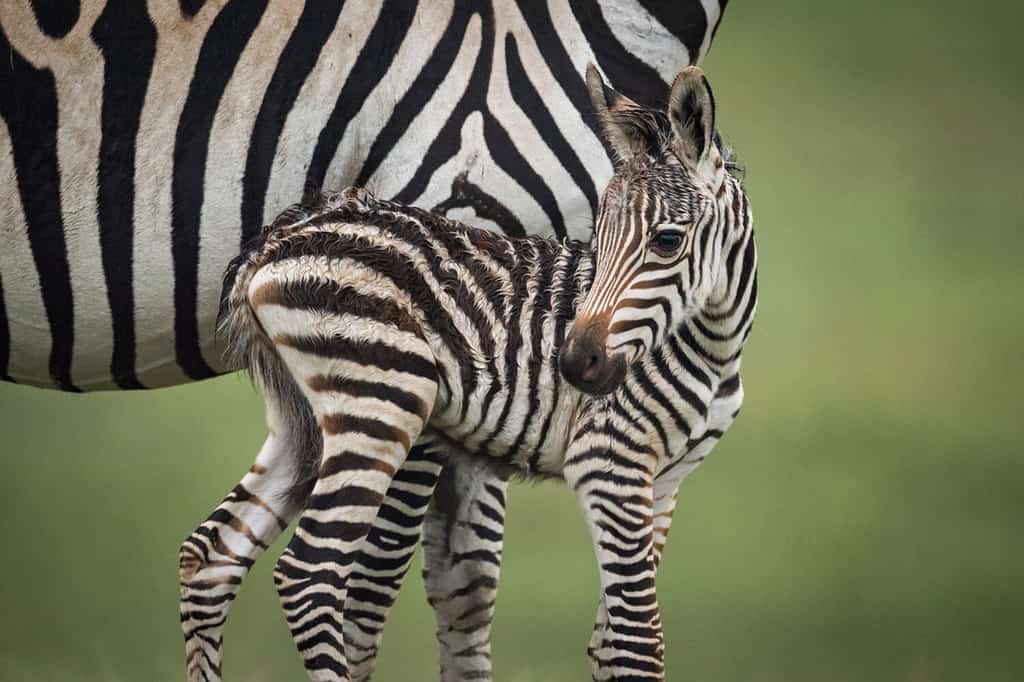 Primo piano della zebra delle pianure del bambino accanto alla madre