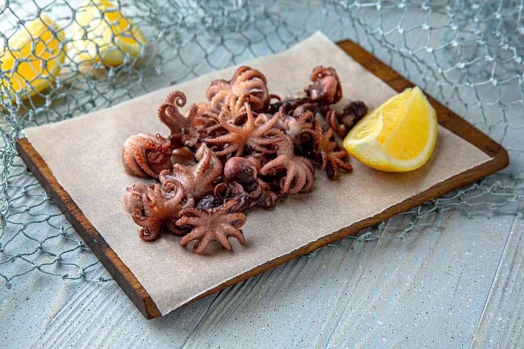 Polipetti fritti su sfondo blu. Cucina Mediterranea. Menù atmosfera di mare.