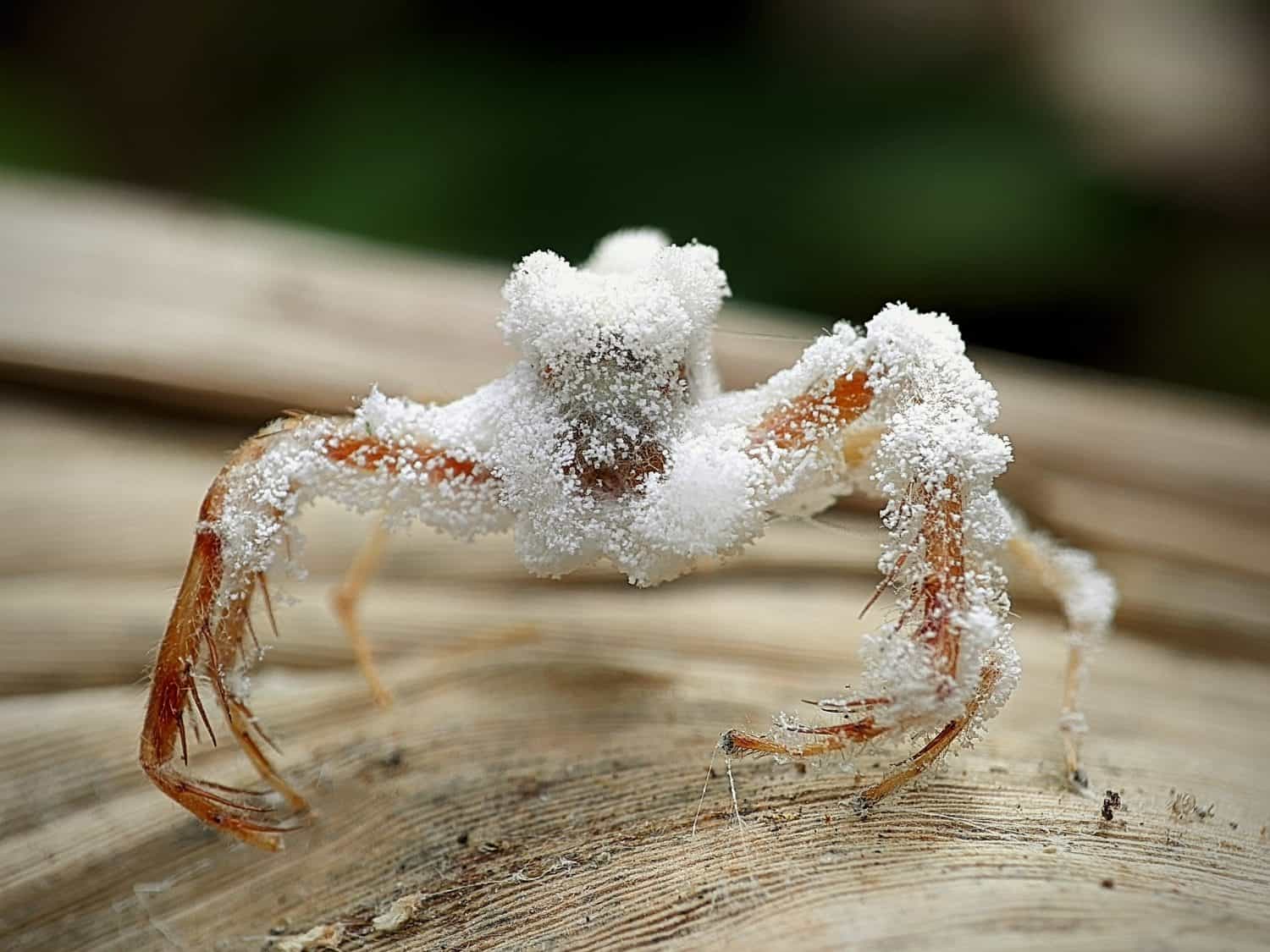 Una sorprendente fotografia macro di un ragno saltatore deceduto (famiglia Salticidae) ricoperto di funghi parassiti sul corpo e sulle gambe. Le strutture fungine bianche creano un effetto drammatico