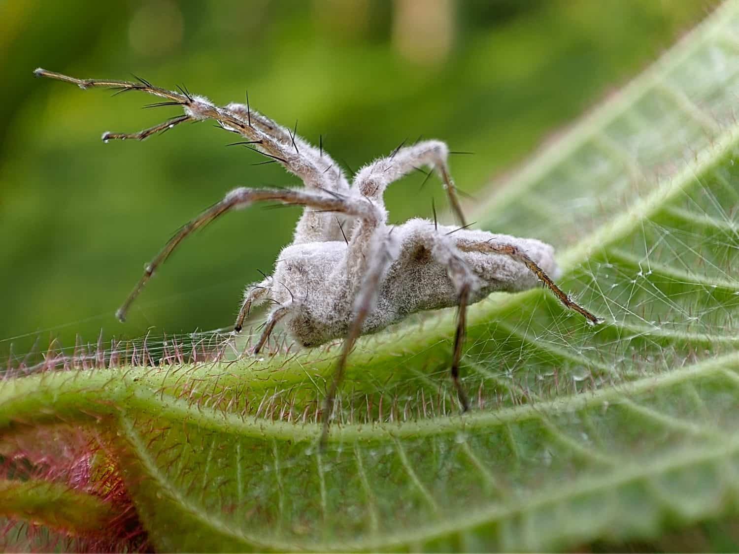 Una fotografia macro di un ragno deceduto completamente colpito da un'infezione fungina. Gli intricati dettagli della crescita fungina che avvolge il corpo del ragno