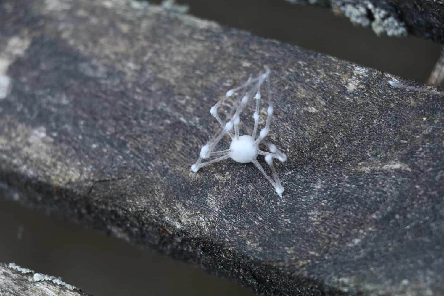 ragno zombie morto coperto di fungo bianco su uno sfondo di legno stagionato